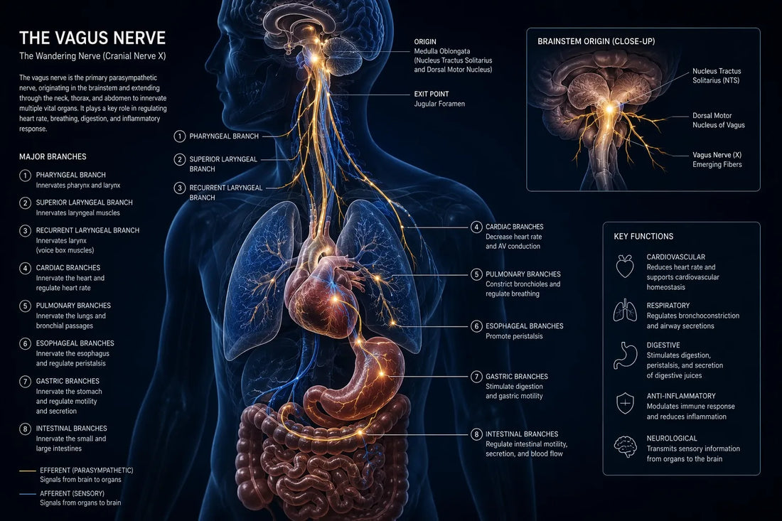 Vagus Nerve Reset: 7 Science-Backed Techniques to Calm Your Nervous System in Minutes