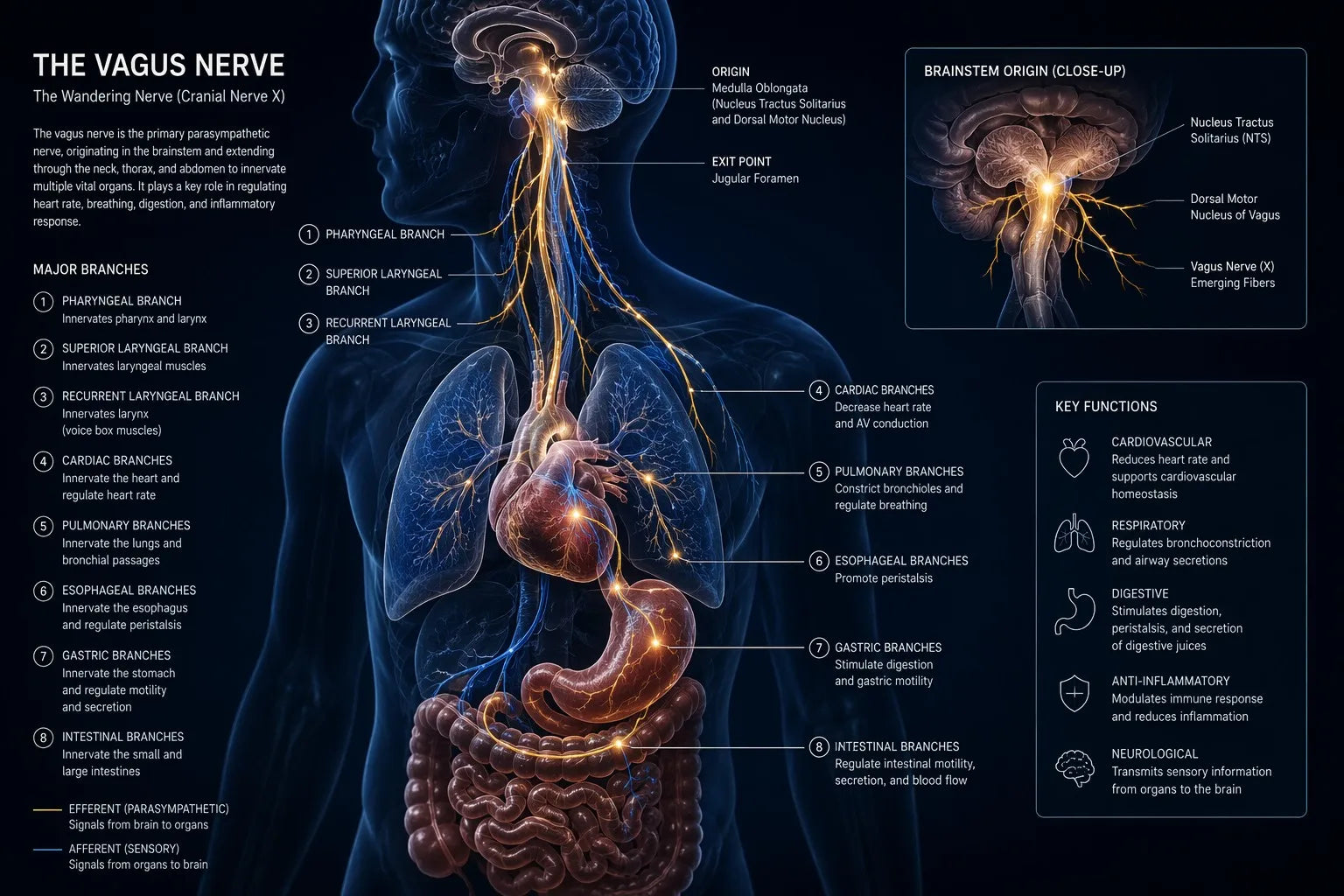 Vagus Nerve Reset: 7 Science-Backed Techniques to Calm Your Nervous System in Minutes