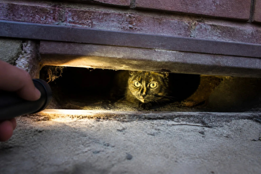 The 36 Hours My Indoor Cat Was Missing (And What I'd Do Differently)
