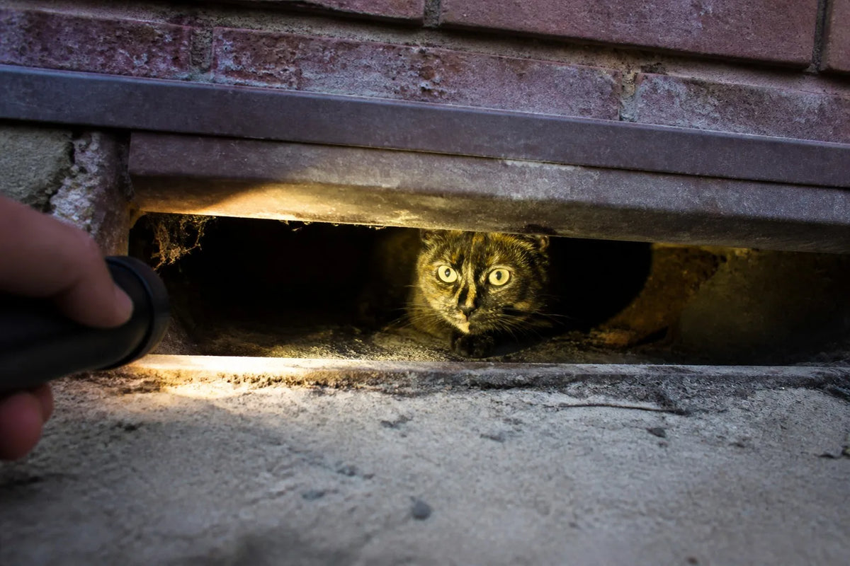 The 36 Hours My Indoor Cat Was Missing (And What I'd Do Differently)